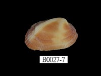 藏品(紅鬍魁蛤)的圖片